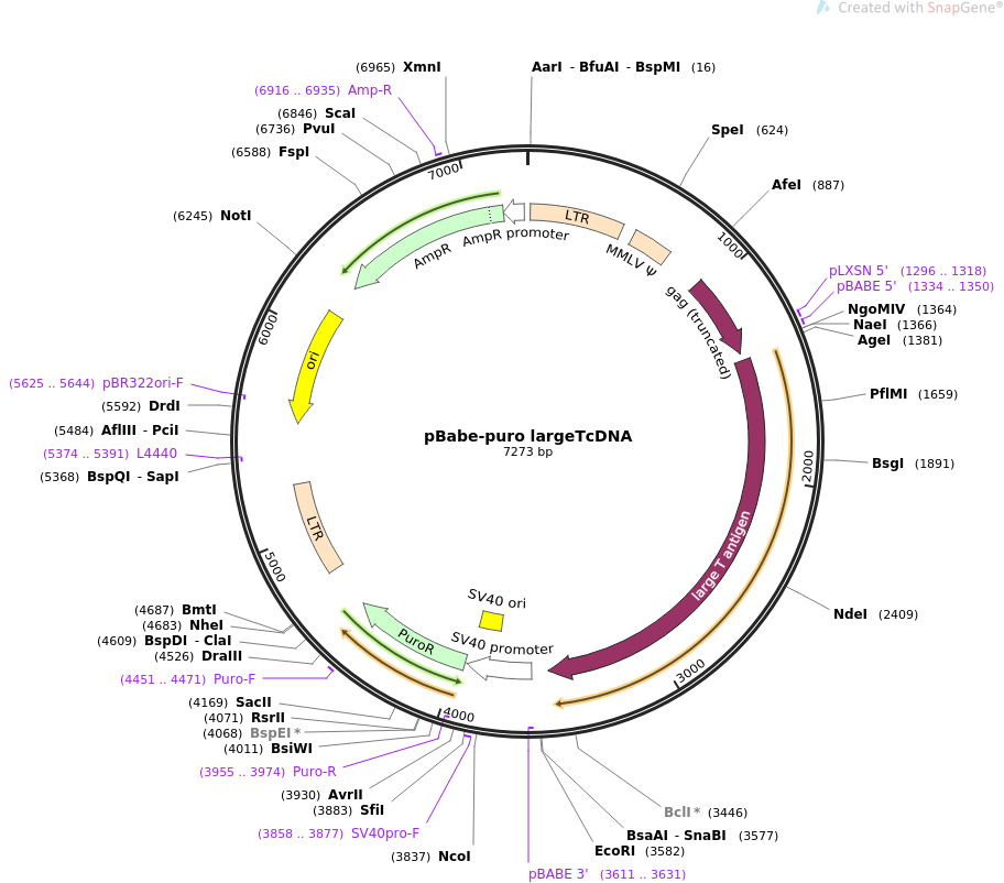 pBabe-puro largeTcDNA质粒图谱